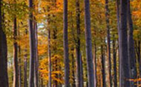 ɭ�ַ���Ӧ��Ԥ������