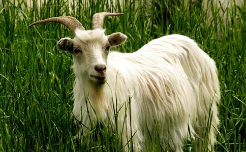 小山羊的教案(精选20篇)