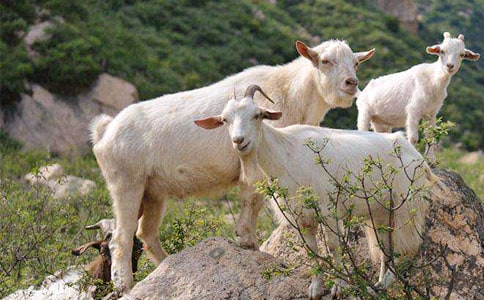 ��Сɽ���С���á��̰�