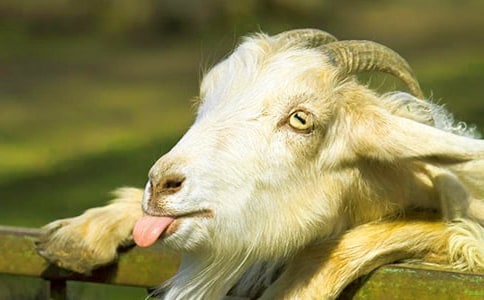 ��Сɽ�򡷽̰�