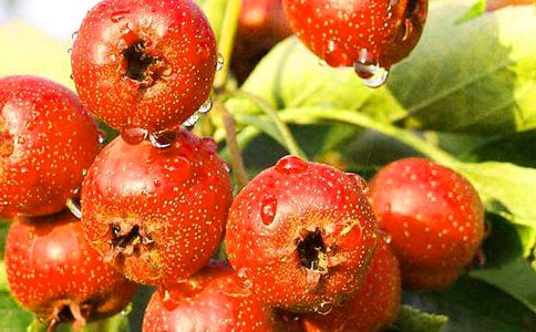 ɽ�Ӫ����ֵ