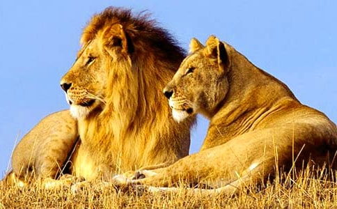 两只小狮子的教案15篇