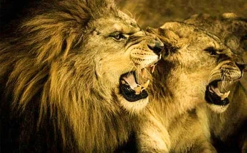 ���Ӻ�ʨ�ӽ̰�