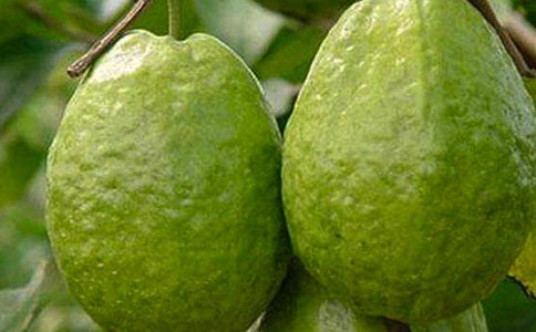 石榴的功效和营养价值