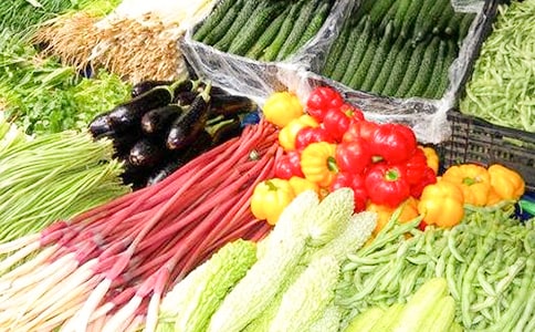 蔬菜育苗基地建设实施方案范文(通用15篇)