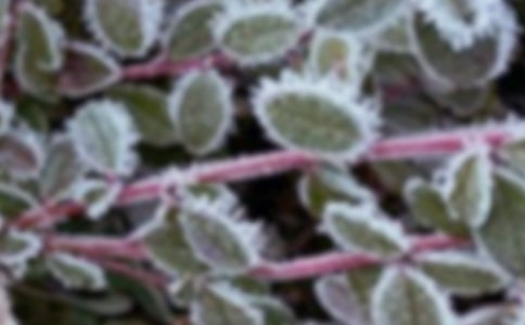 ��С�󴺼���˪�������켰Ԥ�����ȴ�ʩ