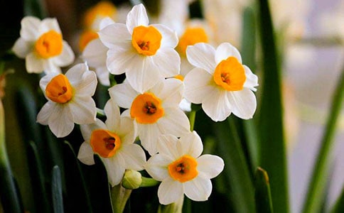 金人捧露盘·水仙花_高观国的词原文赏析及翻译