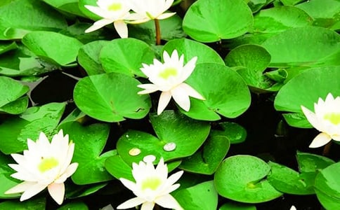 �а��ѧ������˯���̰�