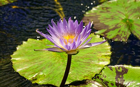 ˯�����̰�