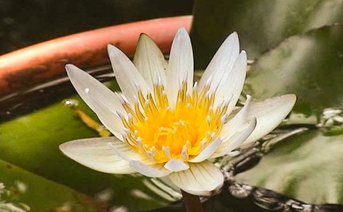 ˯�������̰�