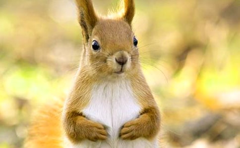 С�����һ���������̰�