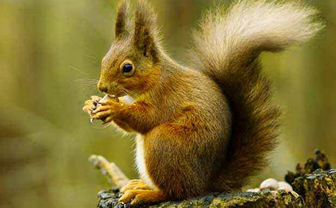 С�����һ����̰�����