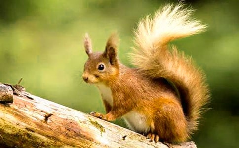 大班语言活动教案《小松鼠的尾巴》