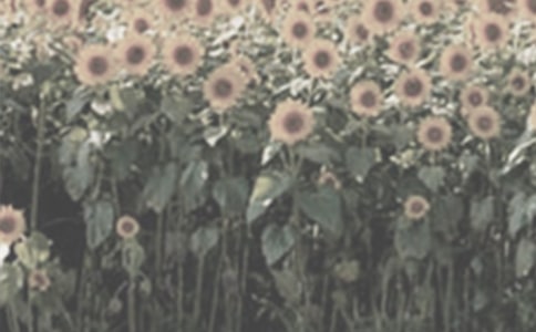 ������̫�����̰�