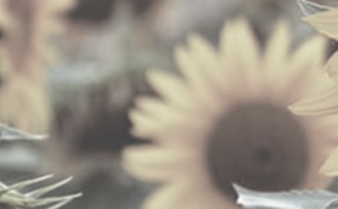 班级活动太阳花反思