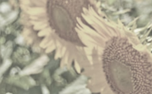 小班教案《太阳花》