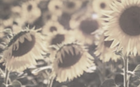 ��̫�������̰�