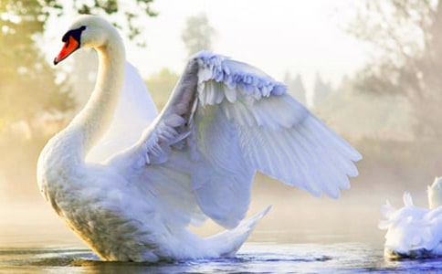 《新疆天鹅湖》教案