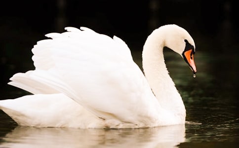 天鹅的故事教案