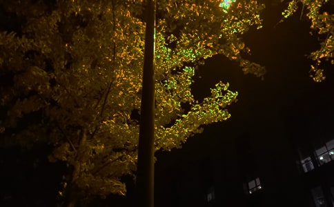 �����š�2024��Ψ��������������¼29��