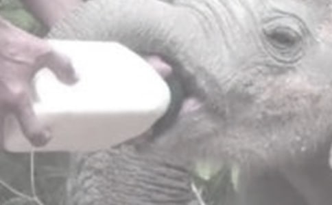 ������������ ������ι������