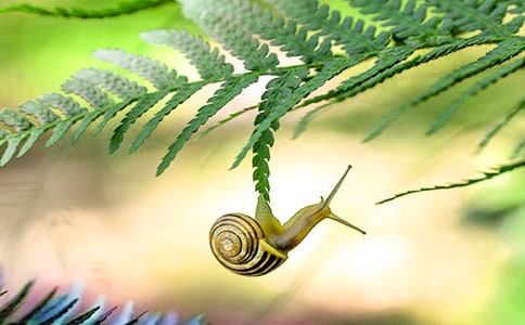 С��ţ���̰�