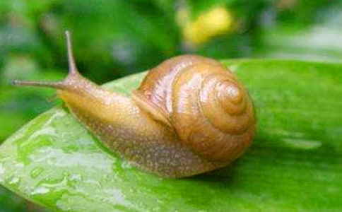 ���ֵ�С��ţ���˼