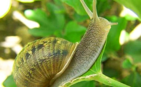 ��������ţ���˼