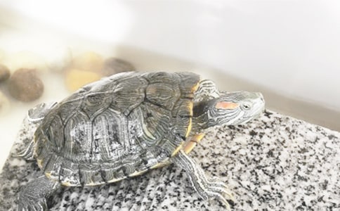 描述乌龟的作文