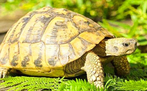 中班美术活动乌龟教案及反思