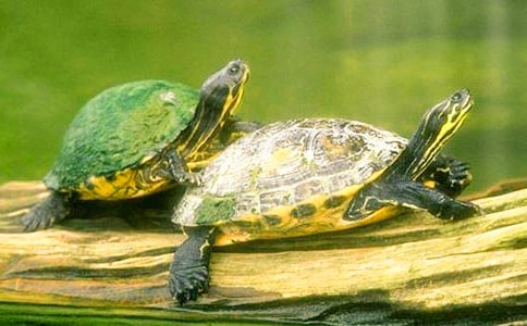 《送大乌龟回家》小班教案