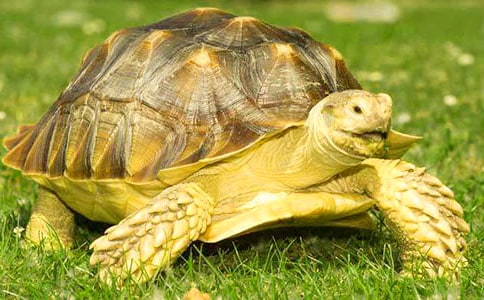 �ڹ군Ӫ����ֵ