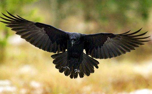 ���ڡ���ѻ��ˮ���̰�������ƪ