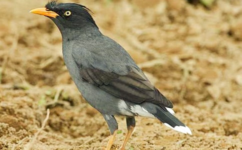 ����ѻ��ˮ���̰�(15ƪ)