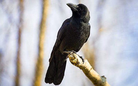 �׶���ѻ��ˮ�̰�