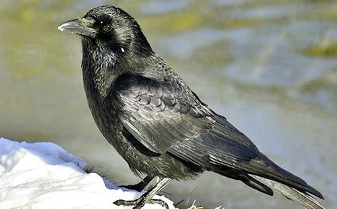 ����ѻ��ˮ���̰�����15ƪ