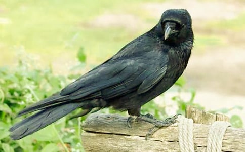 小乌鸦爱妈妈大班教案6篇