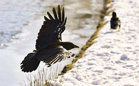 《新乌鸦喝水》大班主题教案