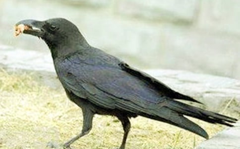 乌鸦喝水大班教案