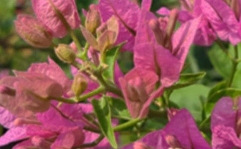 午安语录集锦38句