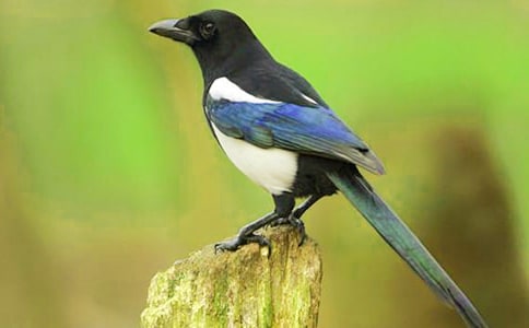 蝶恋花·喜鹊桥成催凤原文及赏析