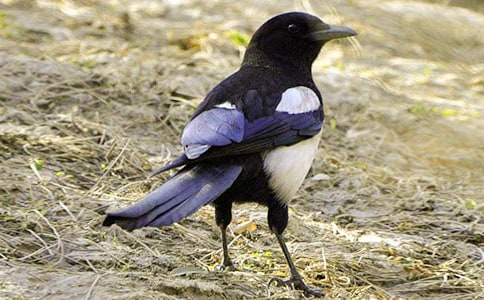 ����ϲȵ���˼