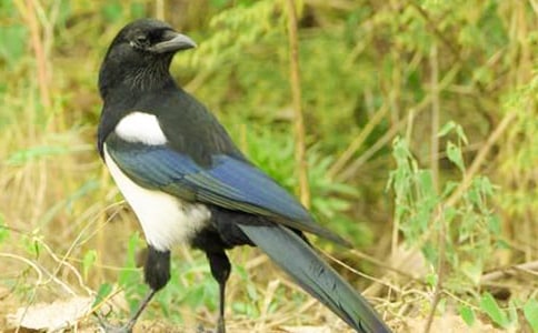 �˽��š�˫ϲȵԭ�ļ�����