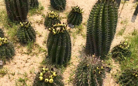 �����Ƶ���;