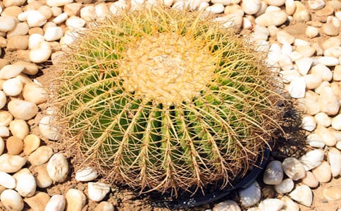 �����ƶԻ�������Ӧ