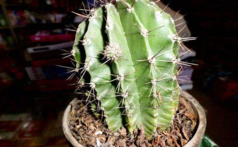 ʳ�������Ƶ�ʳ�÷���