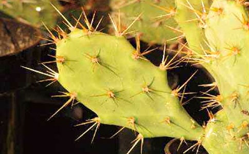 ������������˼