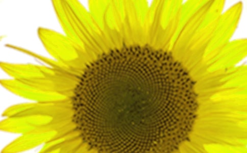 大班《向日葵》教案