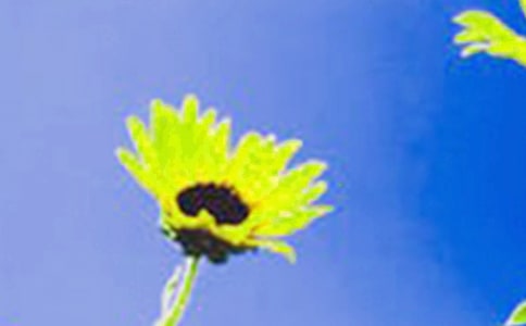 向日葵的营养价值及综合利用