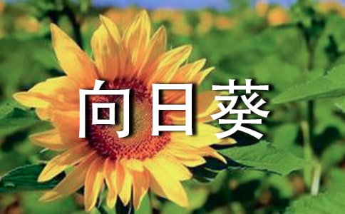 向日葵教案